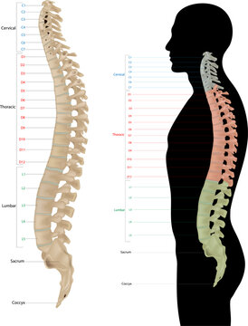 Human Vertebral Column Anatomy in Lateral Views with Color Coded Spinal Regions.  Spinal Anatomy Illustration with Cervical, Thoracic, Lumbar, Sacrum and Coccyx Labels