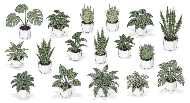Potted Houseplants Collection and Diverse Indoor Plants a Green Plant Set Botanical Illustration for Modern Home Decor