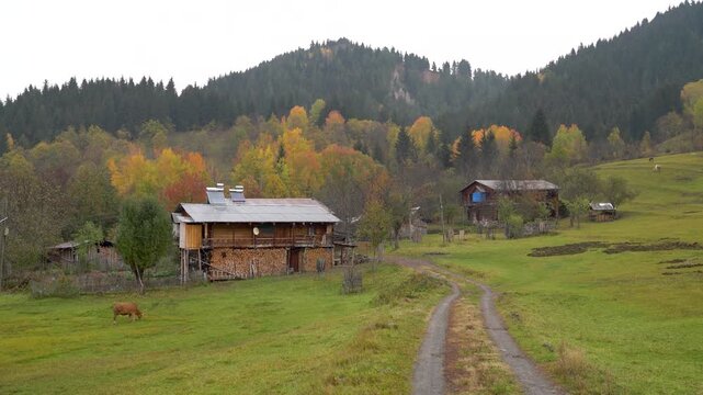 Savsat, Artvin, Turkey, a wooden house with stacked firewood beside a dirt road in a green meadow, a cow grazing nearby and autumn forest on the hills behind