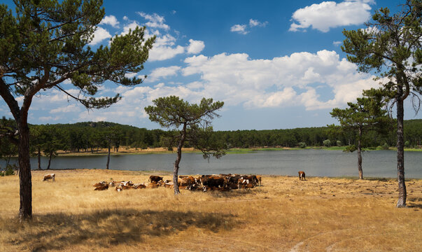 Cattle in the pasture near lake.