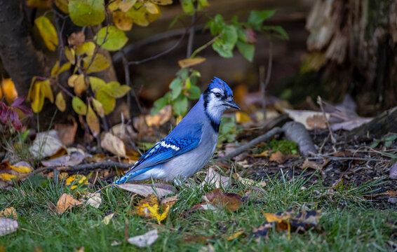 Blue Jay