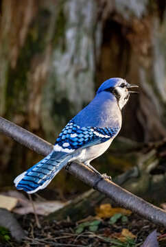 Blue Jay