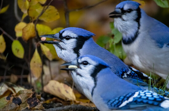 Blue Jay