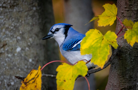 Blue Jay