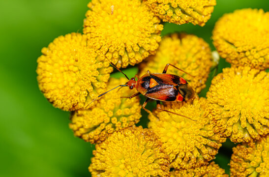 red-spotted plant bug (Deraeocoris ruber) on yellow flower