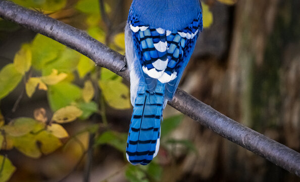 Blue Jay