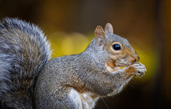 Eastern Grey Squirrel 