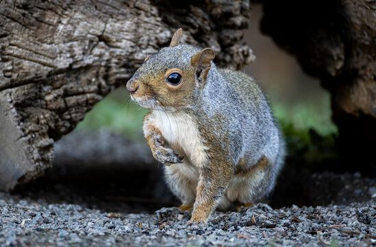 Eastern Grey Squirrel 