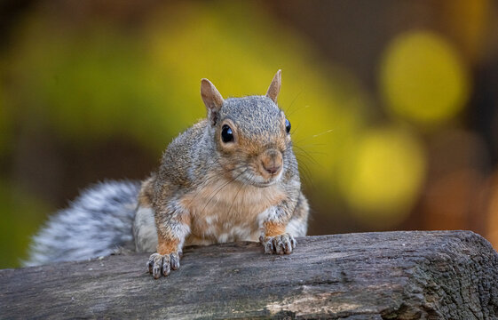Eastern Grey Squirrel 