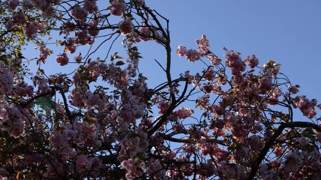 Pink prunus cherry blossom flowers contrasting with green tree leaves under clear blue sky during spring season