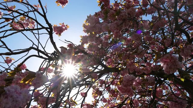 Pink prunus cherry blossom flowers on tree branches with bright sunburst filtering through canopy under clear blue sky in spring