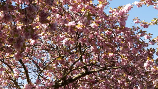Dense pink prunus cherry blossom tree branches covered in blooming flowers and golden spring leaves against clear blue sky