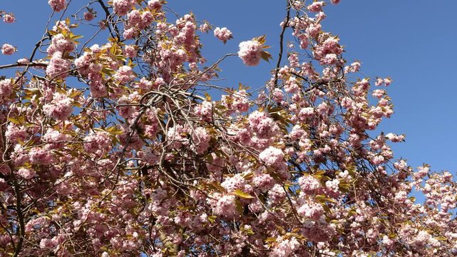 Dense pink prunus cherry blossom tree branches covered in blooming flowers and golden spring leaves against clear blue sky