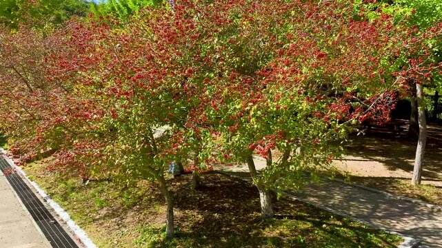  Cinematic drone slow-motion view of unidentifiable tiny fruits on a tree in autumn forest.