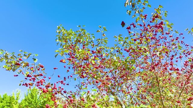  Cinematic drone slow-motion view of unidentifiable tiny fruits on a tree in autumn forest.