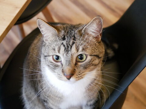 A tabby cat with a white chest sits on a dark chair, looking directly at the camera.