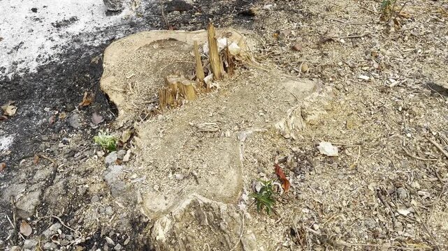 Giant tree stump with splintered wood fiber on burnt ground