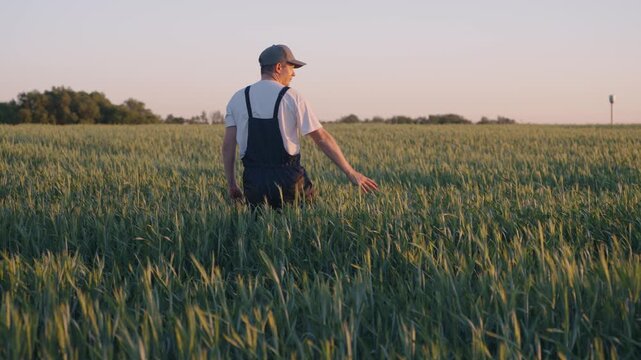 Farmer agricultural expert inspecting wheat crop while walking through green field at sunset, carefully checking grain heads and planning harvest yield in calm rural landscape. Wheat cultivation.