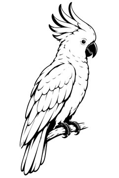 vector illustration of a parrot
