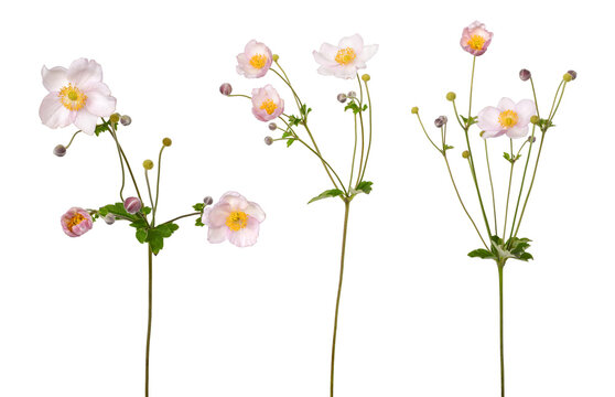 Three stems of light pink Japanese anemone flowers with yellow centers and buds, isolated on transparent background