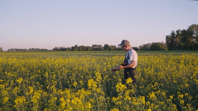 Agronomist inspecting rapeseed plants and recording field data in blooming crop field at golden hour with wide rural landscape, calm sky and careful yield planning in focused agricultural work scene.