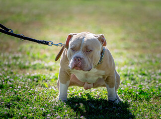 American Bully © Stefania Loriga