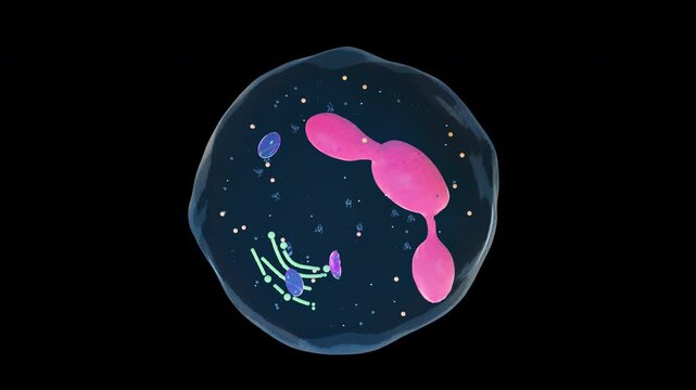 Neutrophil Immune Cell 3D Animation Loop	A 3D animated neutrophil, a white blood cell that plays a major role in the early immune response to infection. Seamless 10-second 3D animation loop.