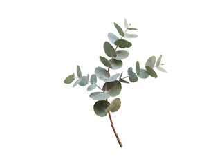 Eucalyptus Sprig on Black Background on a transparent background © ieps