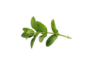 Fresh Mint Sprig on Black on a transparent background © ieps