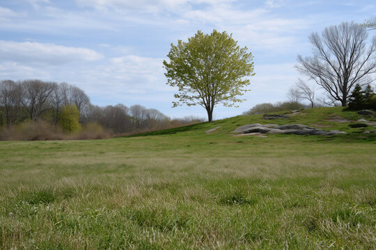 Green Tree on Grassy Hill in Spring with Rock Outcrop and Bare Trees