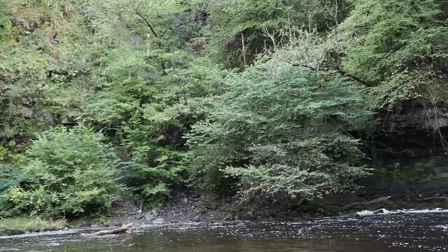 Lady Falls waterfall (Sgwd Gwladys) along the Elidir Trail in South Wales UK, featuring cascading water into a natural pool, waterfalls stock video footage clip 