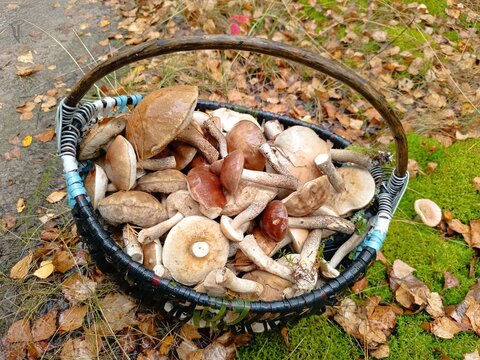 Woven basket full of freshly picked wild mushrooms. Edible boletes sitting on green moss and autumn leaves in a forest after foraging