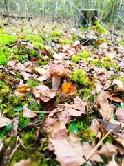 Close-up of a wild brown mushroom among autumn leaves and moss. Bolete fungus growing on the woodland floor © writerfantast