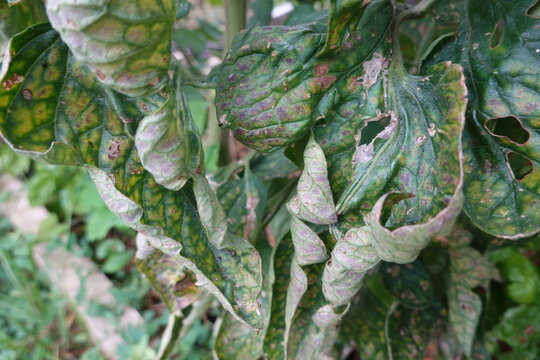 Tomato plant leaves showing early blight symptoms, a common fungal disease alternaria solani causing spots and wilting