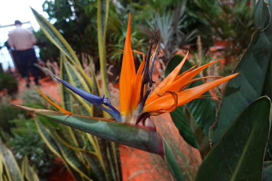 Bird of paradise flower blooming, displaying vibrant orange and blue petals, surrounded by green foliage in a tropical setting