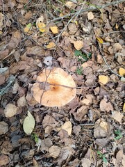 Overhead view of a flat brown mushroom with a twig on its cap. Wild fungus on autumn forest floor covered in dry leaves © writerfantast