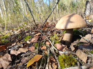 Low angle view of a brown mushroom on autumn forest floor. Wild bolete fungus surrounded by dry leaves and moss under sunlight © writerfantast