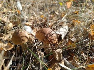 Two brown mushrooms growing in dry grass and autumn leaves. Wild edible fungus in a sunlit forest setting © writerfantast