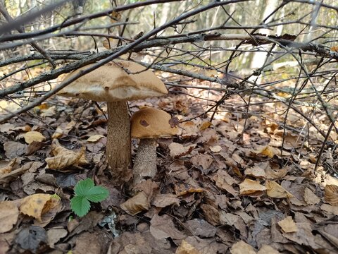 Close-up of two brown mushrooms under dry twigs and autumn leaves. Wild edible boletes in a woodland setting
