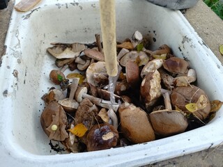 Washing freshly harvested wild mushrooms in a white outdoor sink. Cleaning a pile of edible brown fungus with running water © writerfantast