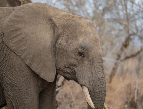 Afrikanische Tiere Elefant im Busch vom Kr&uuml;ger National Park - Kruger Nationalpark S&uuml;dafrika