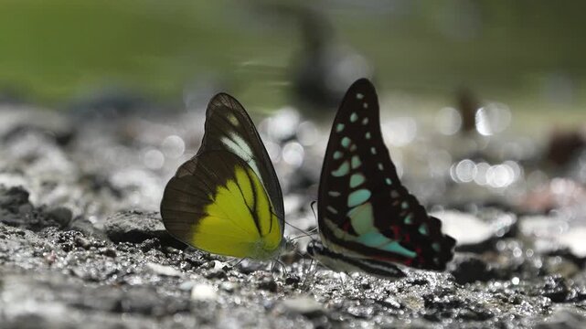 Butterflies (The Chocolate Albatross) feeding on the ground.