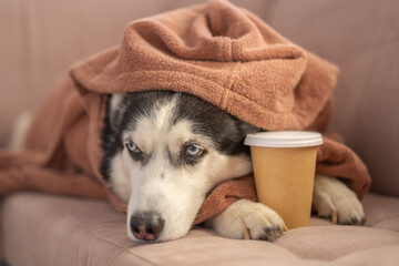 Husky in terry robe resting next to paper cup of coffee, warm vessel kept close, image easy for any brand to use. Wide shot. Concept of coffee morning of husky wrapped into soft bathrobe © iwavephoto