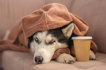 Siberian husky in bathrobe beside paper cup of morning coffee, paper vessel left beside warm fur, honest unposed frame. Wide shot. Concept of coffee morning of husky wrapped into soft bathrobe © iwavephoto