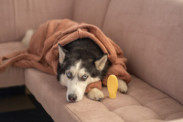 Unbranded shampoo bottle mockup placed beside dog in bathrobe, bottle standing within reach of paws, space left for own label. Still life. Concept of shampoo bottle mockup beside husky in bathrobe © iwavephoto