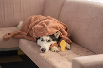 Blank yellow bottle of pet shampoo near resting Siberian husky, bright colour against calm fabric, mockup instead of flat lay. Still life. Concept of shampoo bottle mockup beside husky in bathrobe © iwavephoto