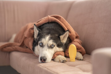 Yellow shampoo bottle without label beside husky in terry robe, blank surface ready for own label, honest unposed frame. Still life. Concept of shampoo bottle mockup beside husky in bathrobe © iwavephoto