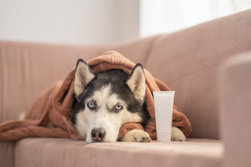 Blank grooming tube placed near Siberian husky wrapped in robe, product placed within reach of paws, detail worth whole shot. Still life. Concept of grooming shampoo tube placed beside relaxed husky © iwavephoto