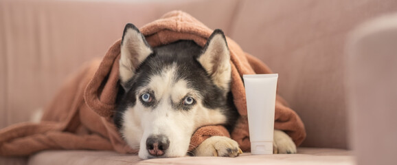 White unbranded tube of grooming cosmetic beside husky in bathrobe, package waiting for brand design, detail worth whole shot. Still life. Concept of grooming shampoo tube placed beside relaxed husky © iwavephoto