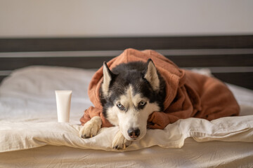 Unbranded cosmetic tube for pet brand placed near husky in robe, packaging shown inside real home scene, honest unposed frame. Still life. Concept of cosmetic grooming tube beside husky lying on bed © iwavephoto